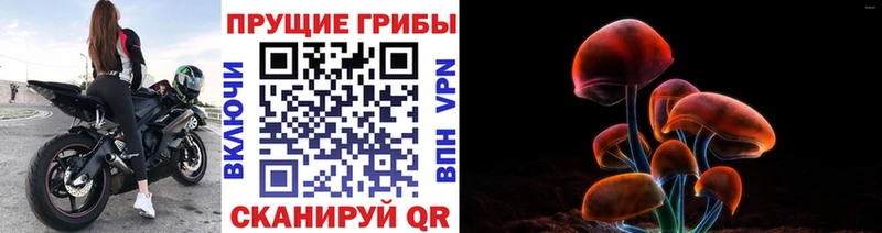 где найти   Малая Вишера  Псилоцибиновые грибы Psilocybine cubensis 